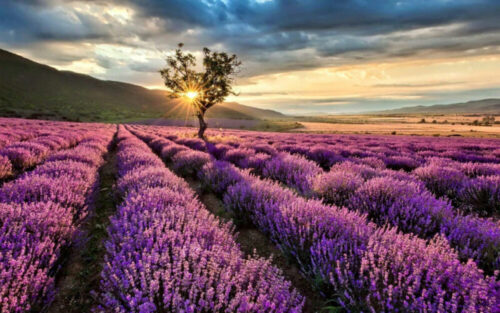 Lavender Field Brihuega Spain